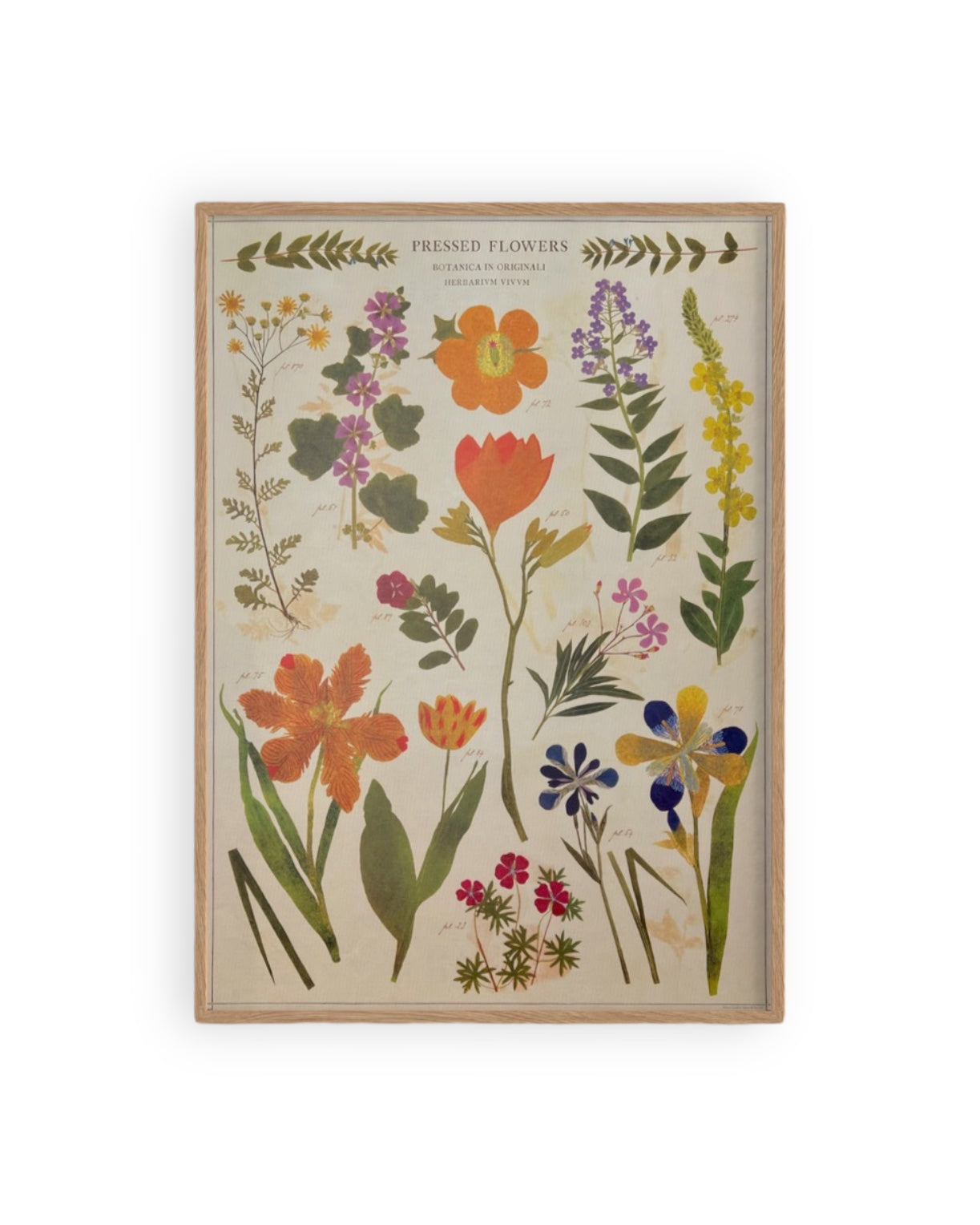Pressed Flowers 50x70 — mynd 3