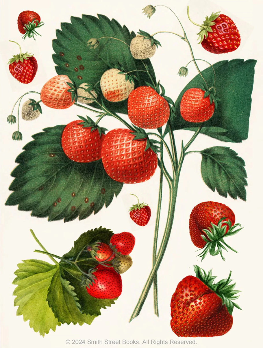 Cut-out Curiosities – Botanica
