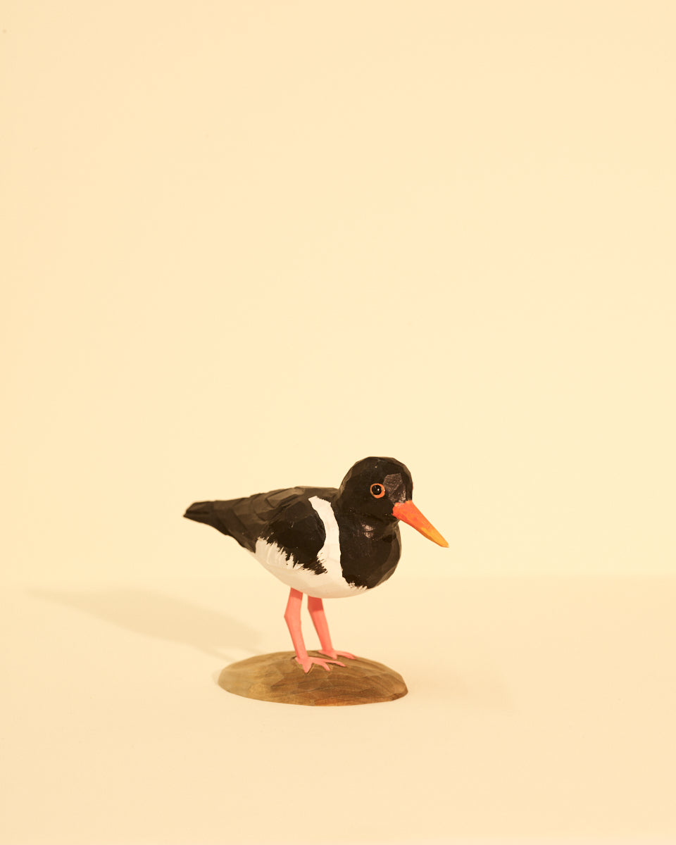 Icelandic Birds - Oystercatcher — mynd 4