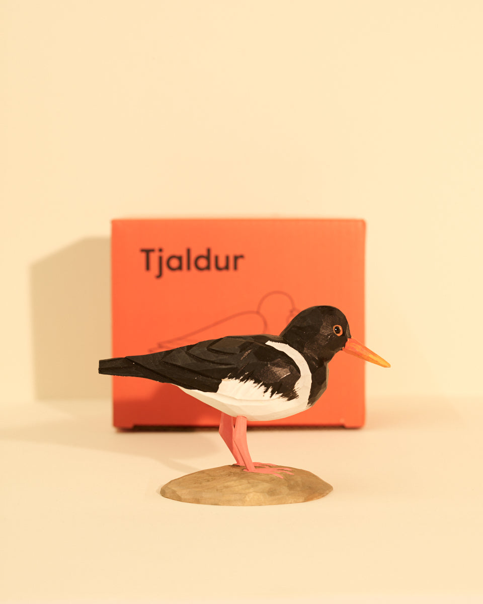 Icelandic Birds - Oystercatcher — mynd 3