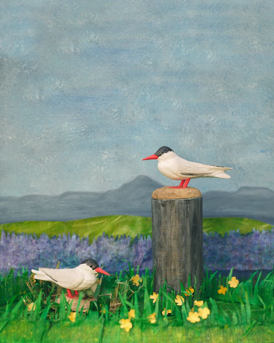 Icelandic Birds - Arctic Tern