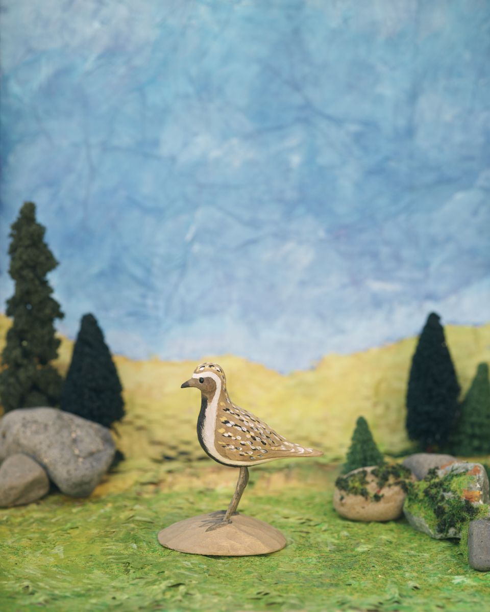 Icelandic Birds - Golden Plover