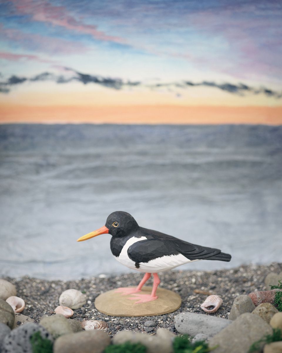 Icelandic Birds - Oystercatcher