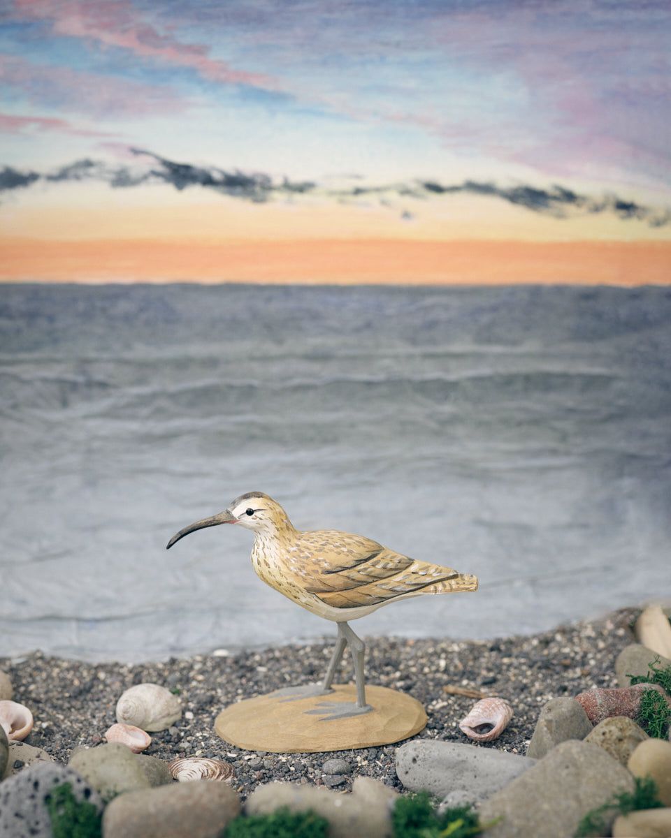 Icelandic Birds - Whimbrel