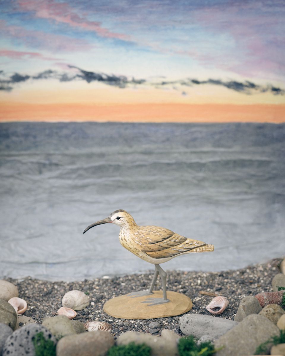 Icelandic Birds - Whimbrel